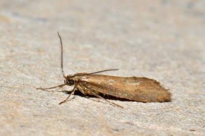 <i>Diurnea lipsiella</i>