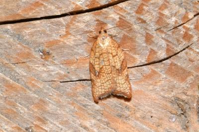 <i>Acleris rhombana</i>