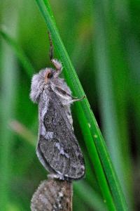 <i>Korscheltellus lupulinus</i>