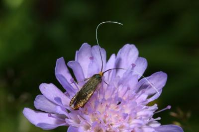 <i>Nemophora metallica</i>