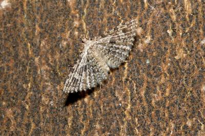 <i>Alucita hexadactyla</i>