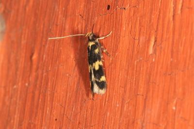 <i>Oegoconia caradjai</i>