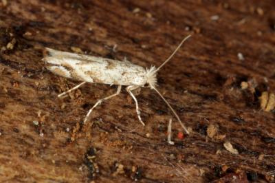 <i>Phyllonorycter</i>