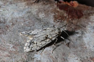<i>Diurnea fagella</i>
