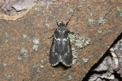 <i>Diurnea fagella</i>
