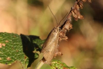 <i>Diurnea lipsiella</i>