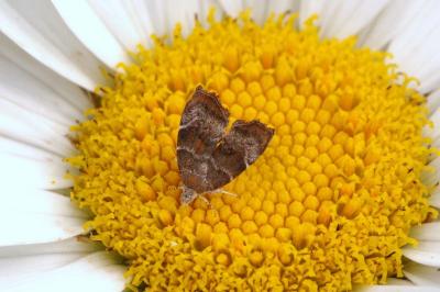 <i>Choreutis nemorana</i>