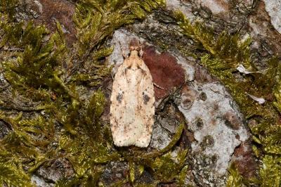 <i>Agonopterix arenella</i>