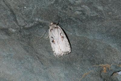 <i>Agonopterix ocellana</i>