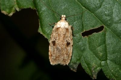 <i>Agonopterix</i>