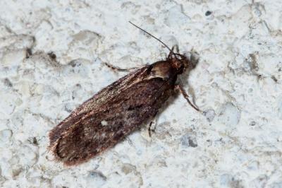 <i>Depressaria albipunctella</i>