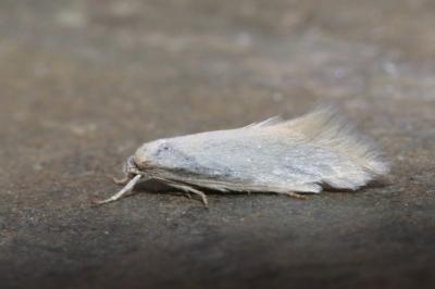 <i>Elachista argentella</i>
