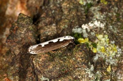 <i>Ethmia bipunctella</i>