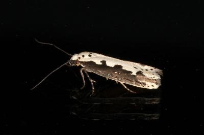 <i>Ethmia bipunctella</i>