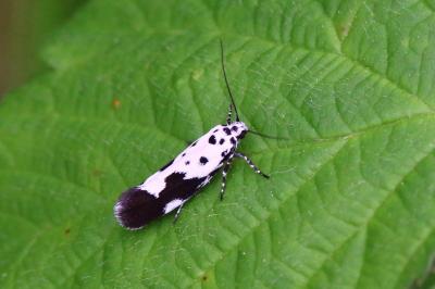 <i>Ethmia quadrillella</i>