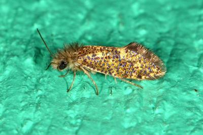 <i>Dyseriocrania subpurpurella</i>
