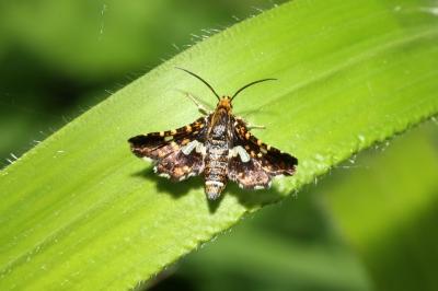 <i>Thyris fenestrella</i>