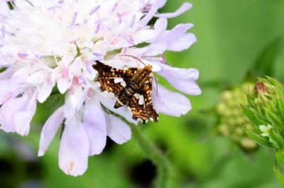 <i>Thyris fenestrella</i>