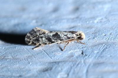<i>Nemapogon granellus</i>