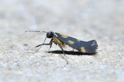 <i>Euspilapteryx auroguttella</i>