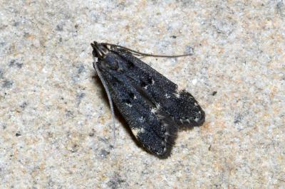 Dichomeris alacella