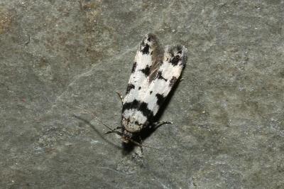 Pseudotelphusa scalella