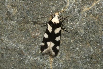 Pseudotelphusa tessella