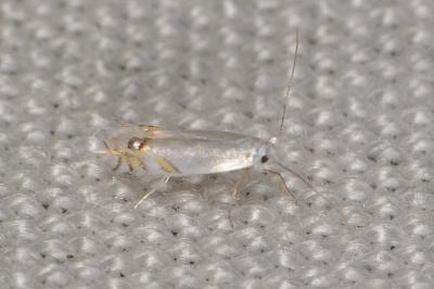 <i>Leucoptera spartifoliella</i>