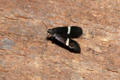 <i>Aproaerema</i>