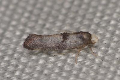 <i>Swammerdamia pyrella</i>