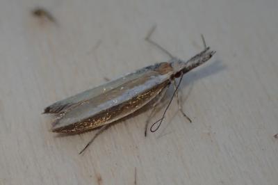 <i>Pleurota aristella</i>