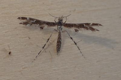 <i>Capperia</i>