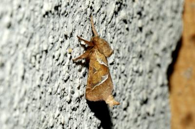 <i>Triodia sylvina</i>