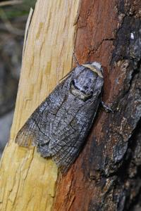 <i>Cossus cossus</i>