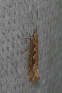 <i>Plutella xylostella</i>