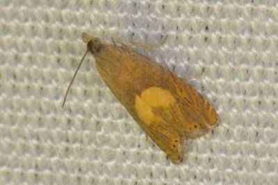 <i>Dichrorampha</i>