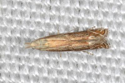 <i>Isophrictis</i>