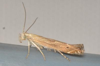 <i>Isophrictis</i>