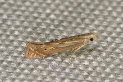 <i>Isophrictis</i>