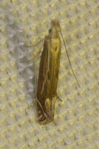 <i>Isophrictis</i>