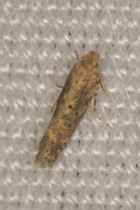 <i>Scrobipalpa ocellatella</i>