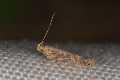 <i>Scrobipalpa ocellatella</i>