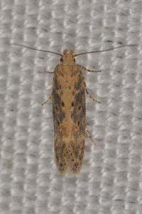 <i>Scrobipalpa ocellatella</i>