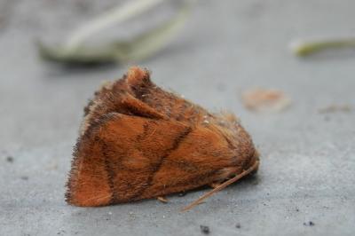 <i>Apoda limacodes</i>