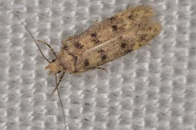 <i>Bryotropha domestica</i>