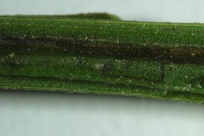 <i>Leucoptera spartifoliella</i>