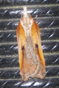<i>Acleris cristana</i>