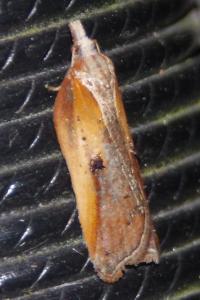 <i>Acleris cristana</i>