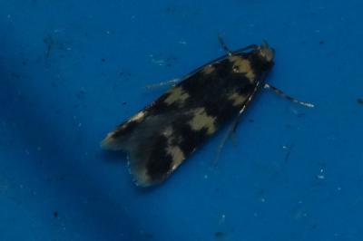 <i>Oegoconia caradjai</i>