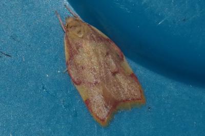 <i>Carcina quercana</i>